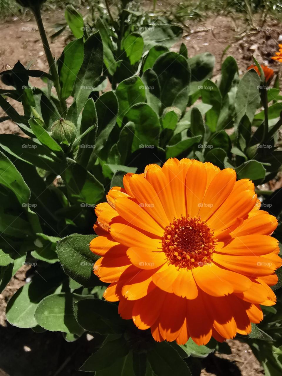 Flower backyard summer