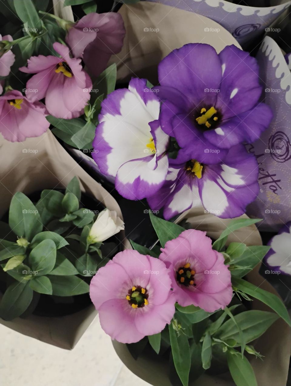 Lisianthus Julieta.  A  flor do amor, é uma planta bienal,  suas flores são duráveis, grandes e em forma de sinos, podendo ser de diversas cores. Está associada à sofisticação e elegância, no entanto, seu significado é de romance....