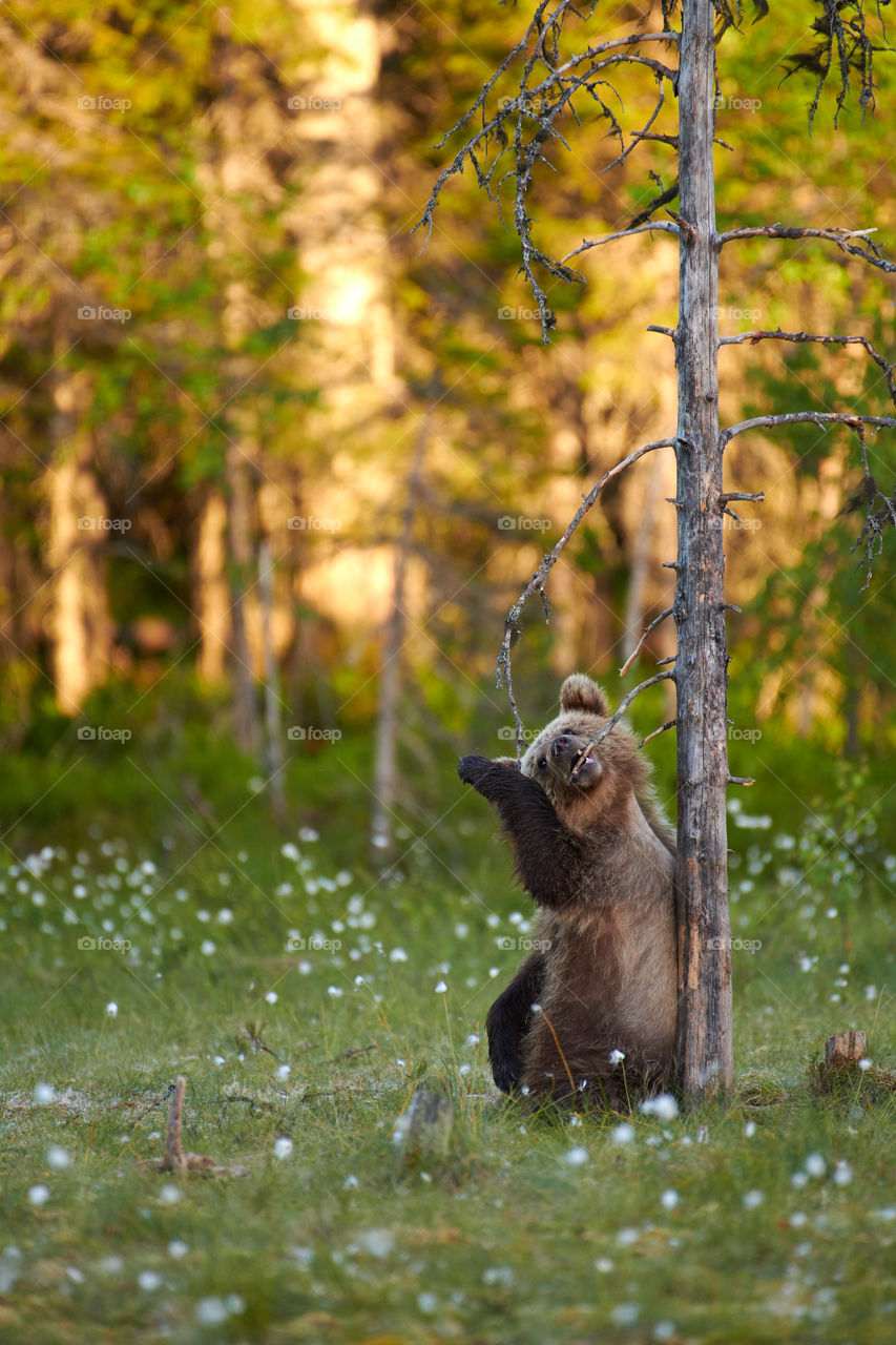 Brown bear cub chewing dry snag branch on swamp in North-Eastern Finland in evening light at the end of the June 2018.