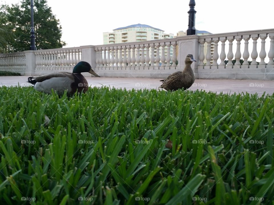 Here Ducky Ducky. Took this at Cranes Roost in Altamonte Springs Florida. 