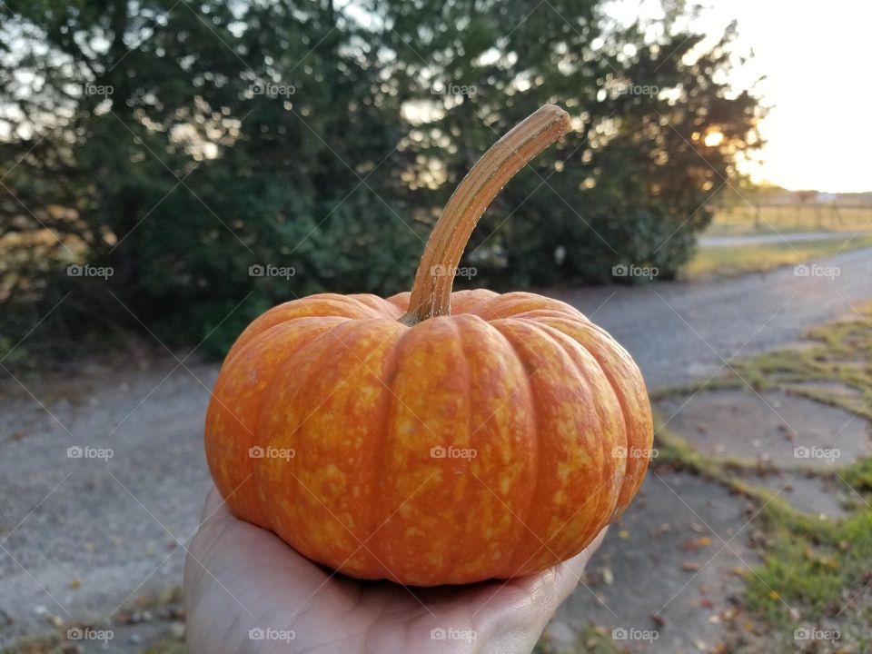 Hand holding small pumpkin at sunset during spooky season