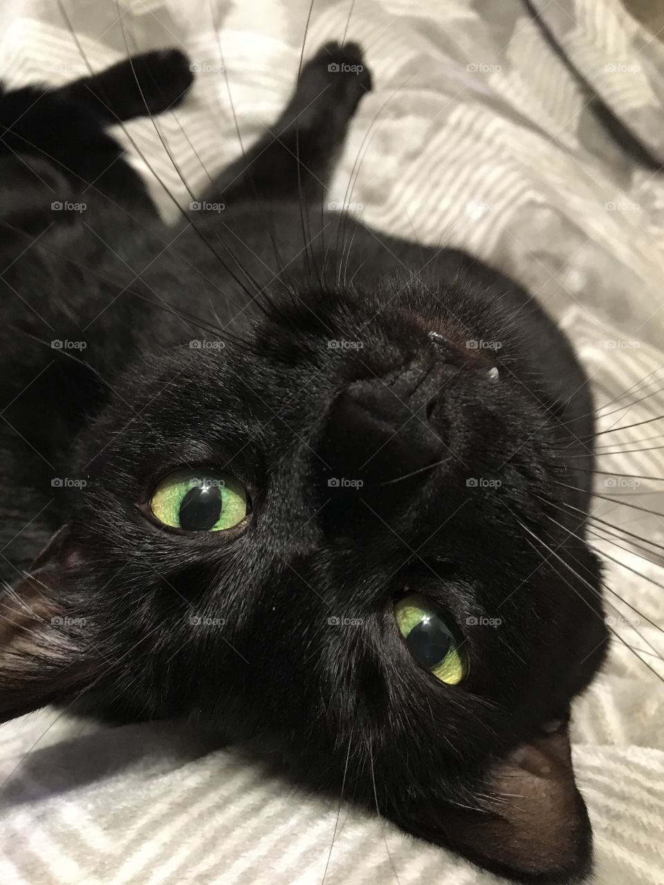 Close up black cat