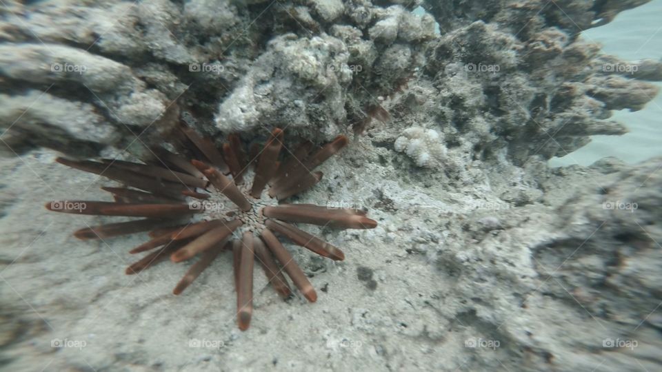 Pencil Urchin, Hawaii