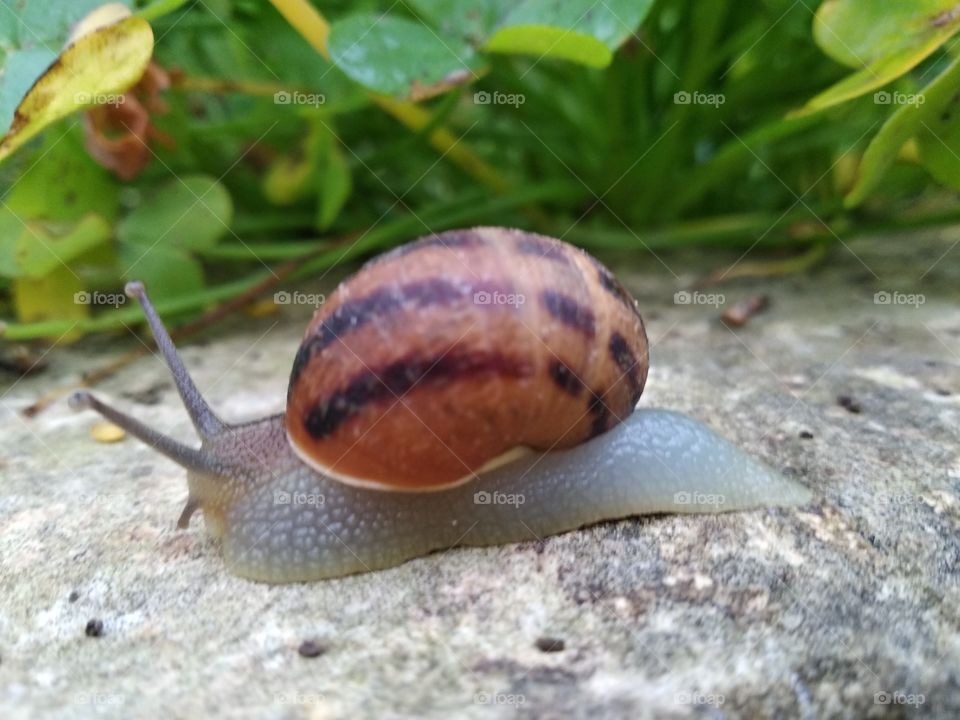 Snail