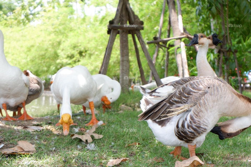 lion head goose walking with friends on the lawn by the water.