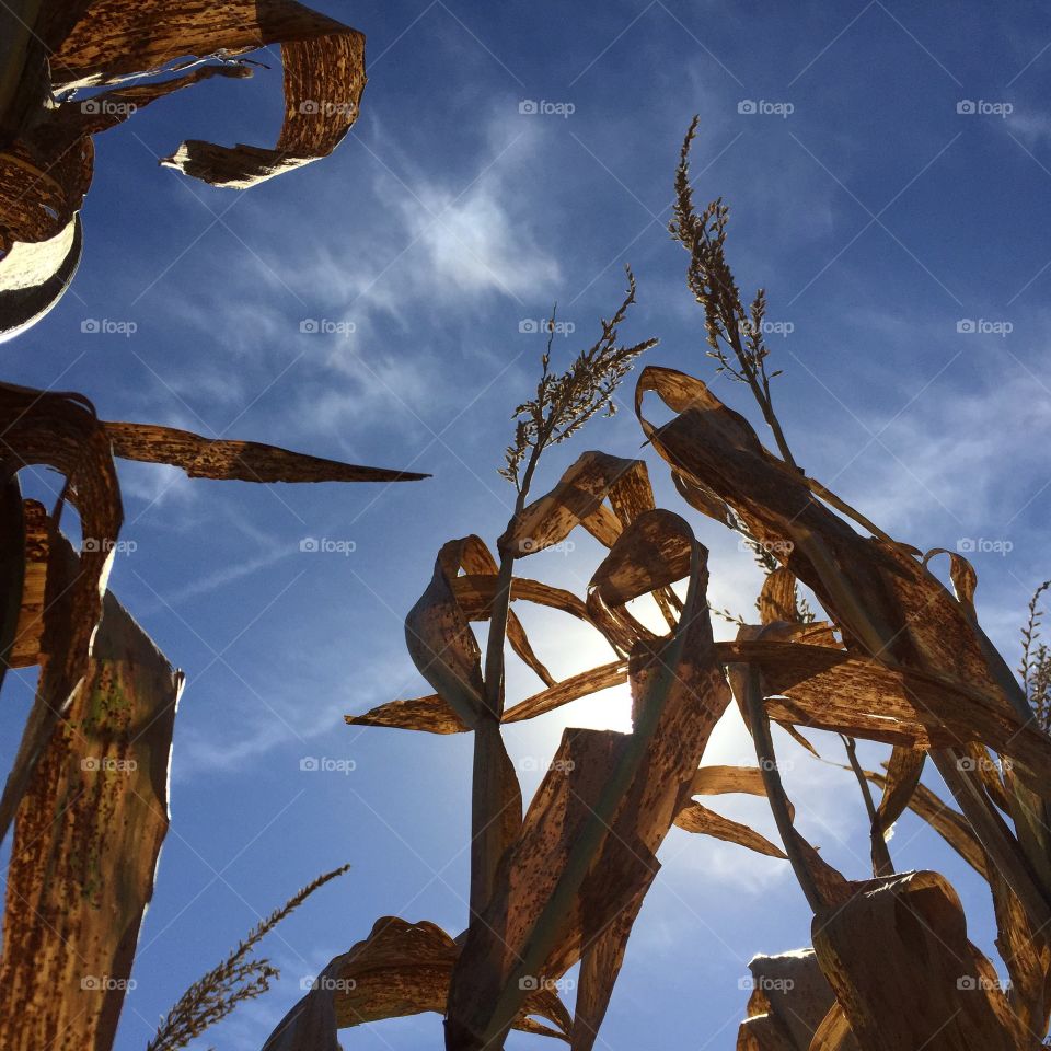 October Kansas Corn. Corn field in October 