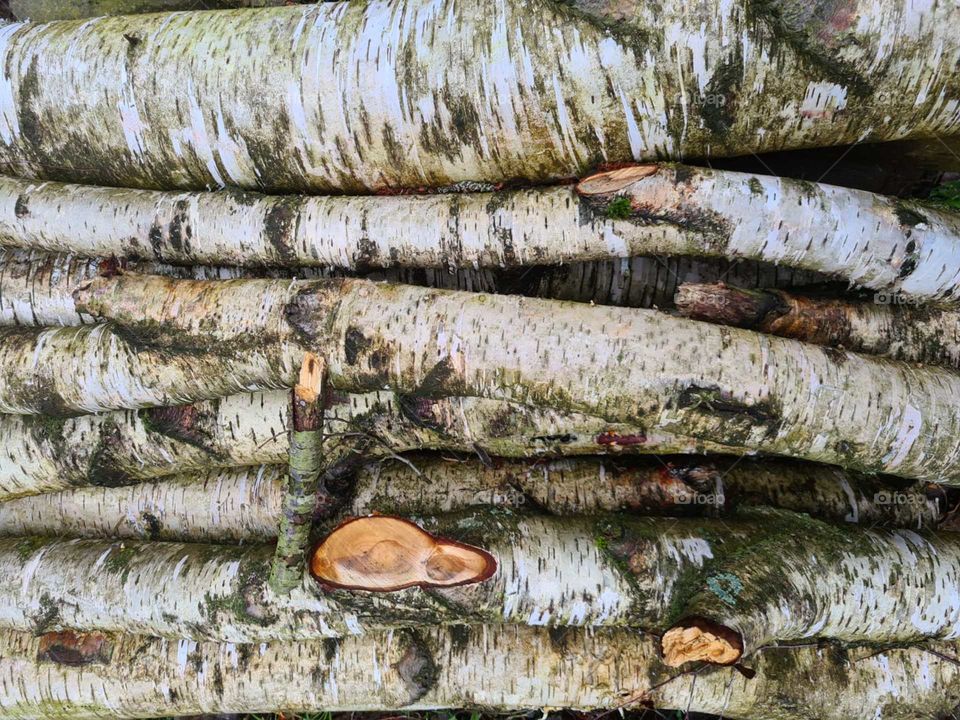 Trunks of birch trees