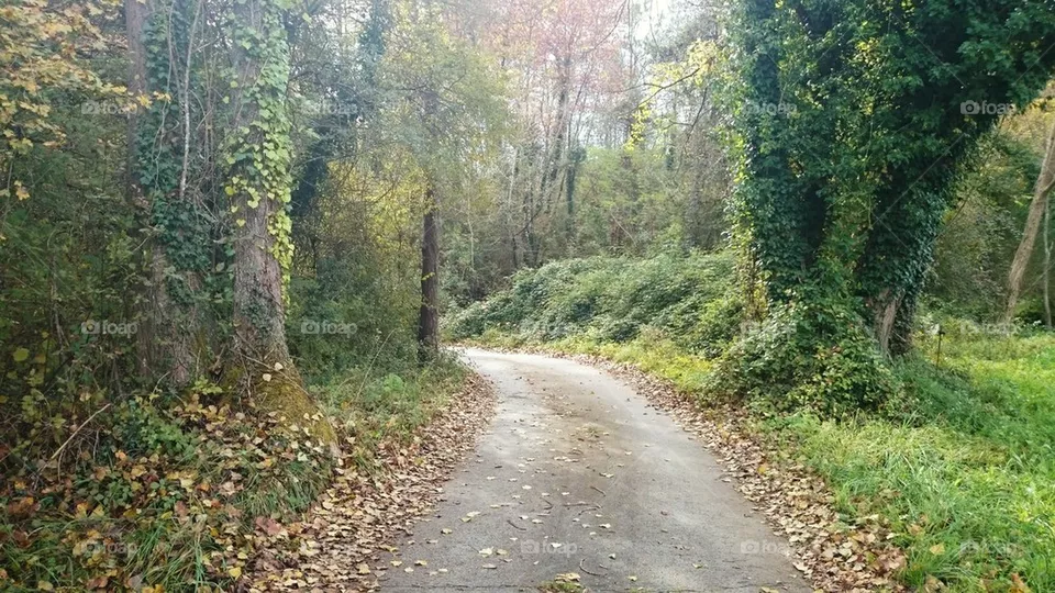 Road 