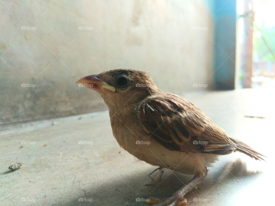 little sparrow