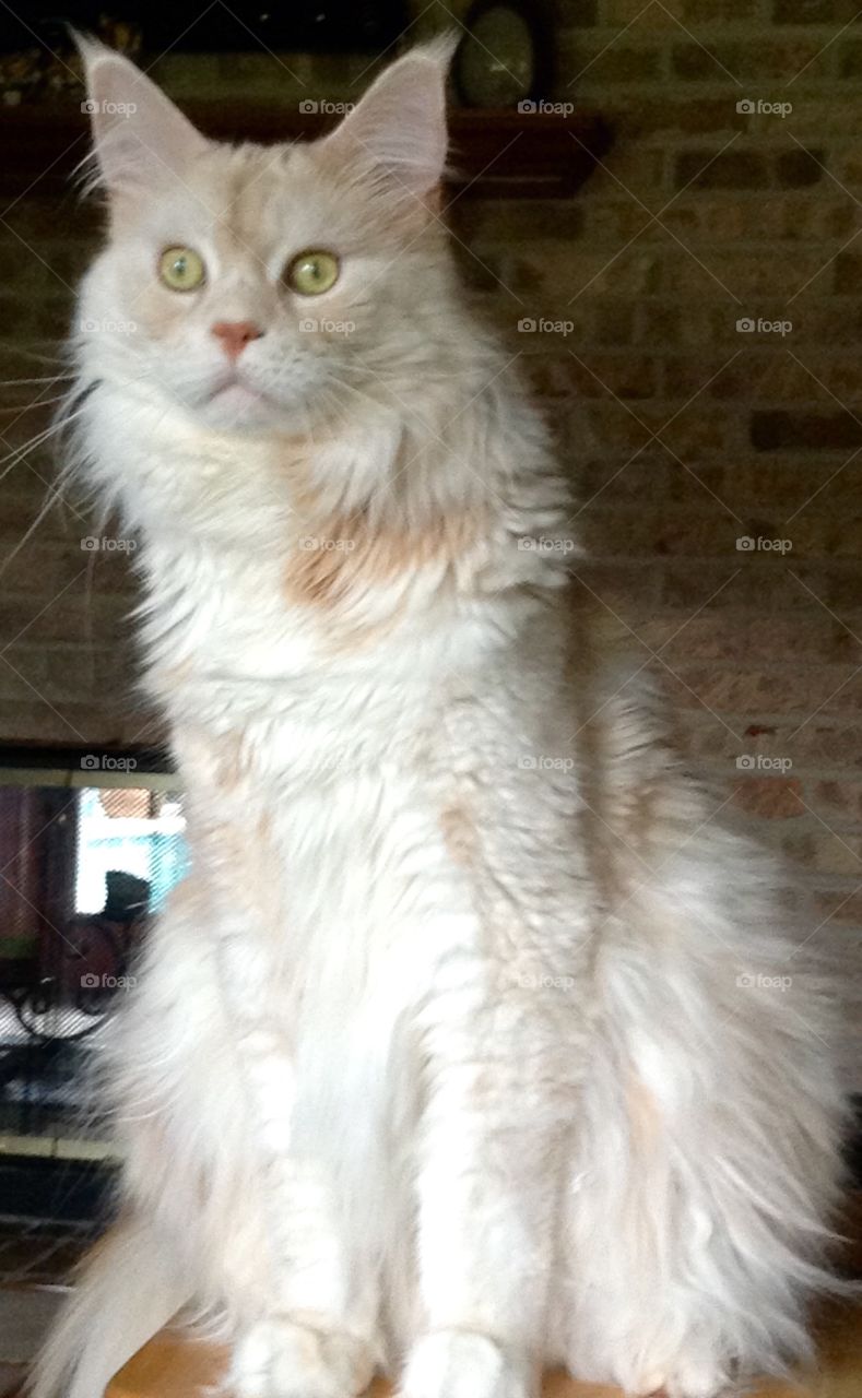 Falcon. What's that ???