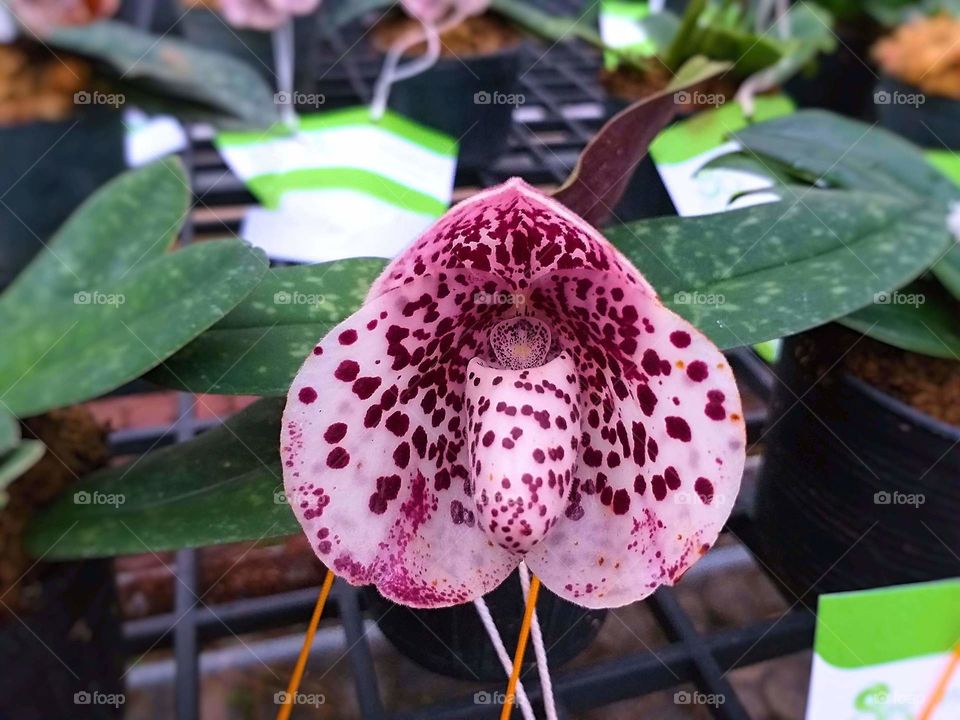 lady slipper. slipper orchid