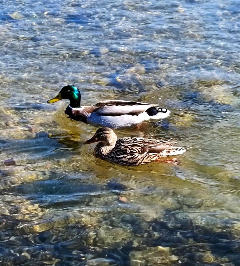 ducks
