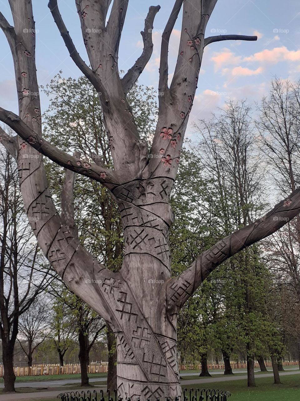 дерево дайн