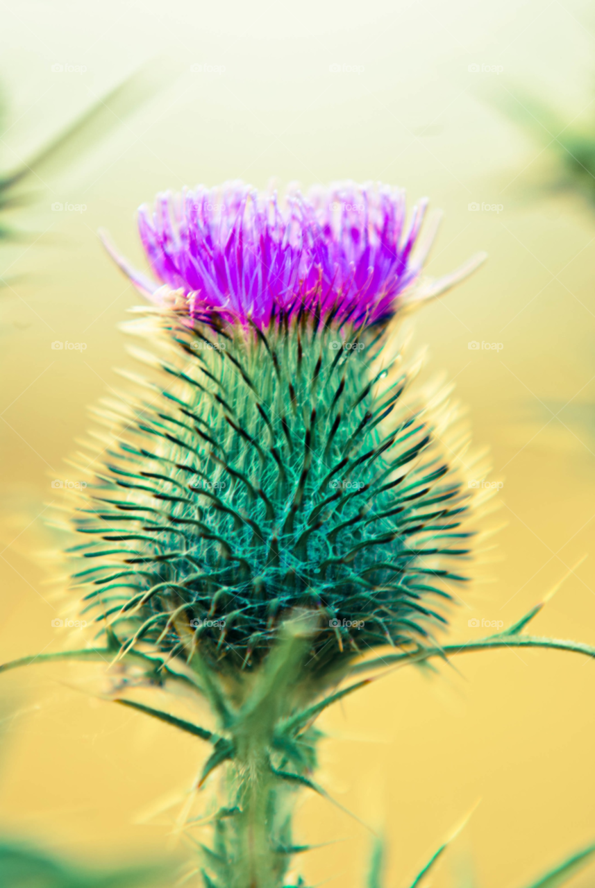 sweden macro summer by AS74