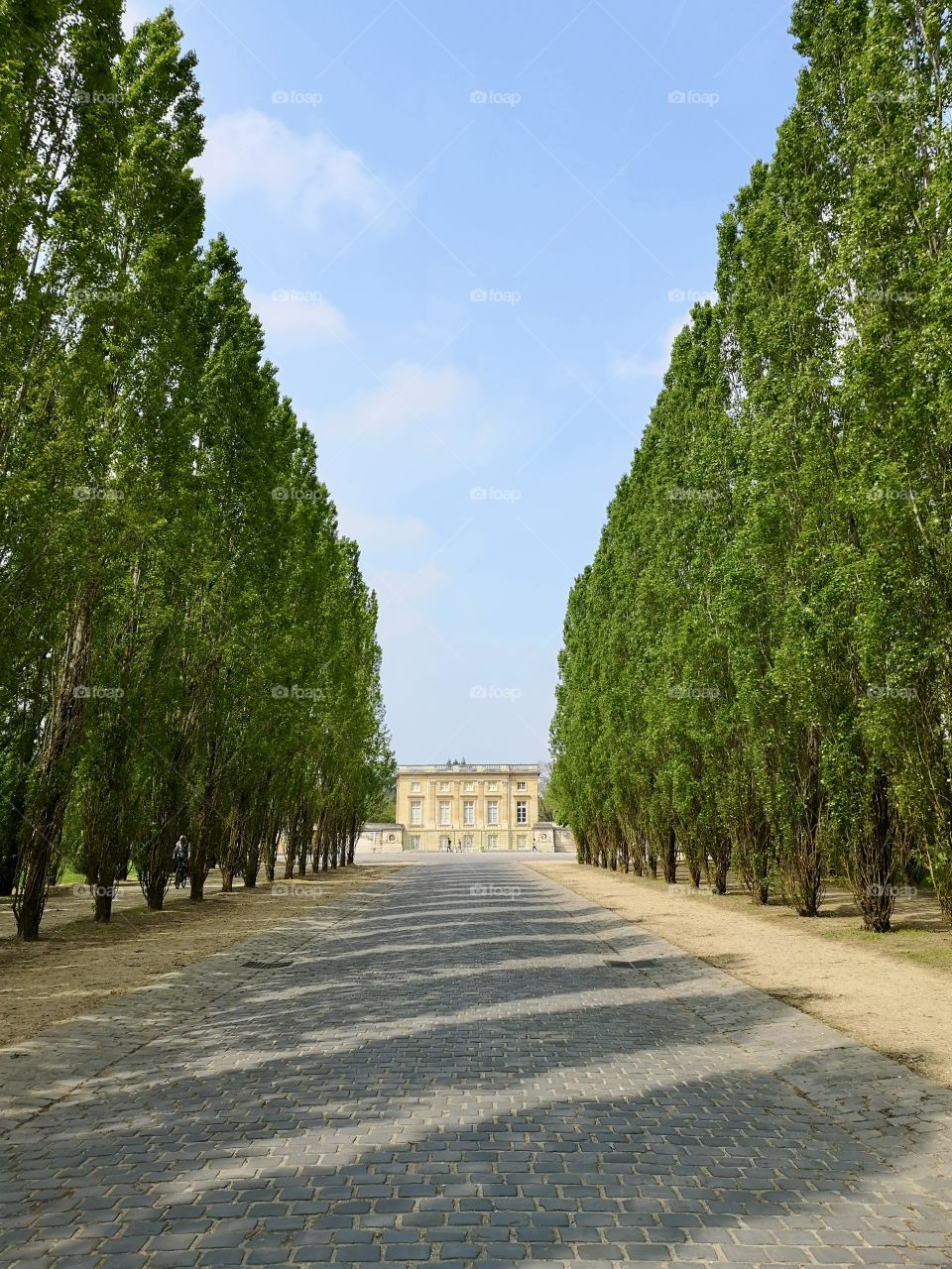 The path with two tree walls