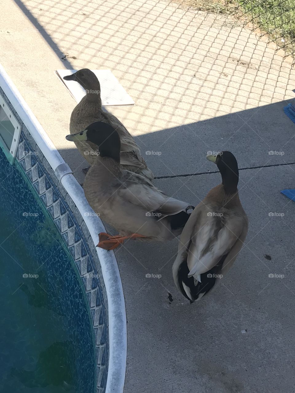 Ducks