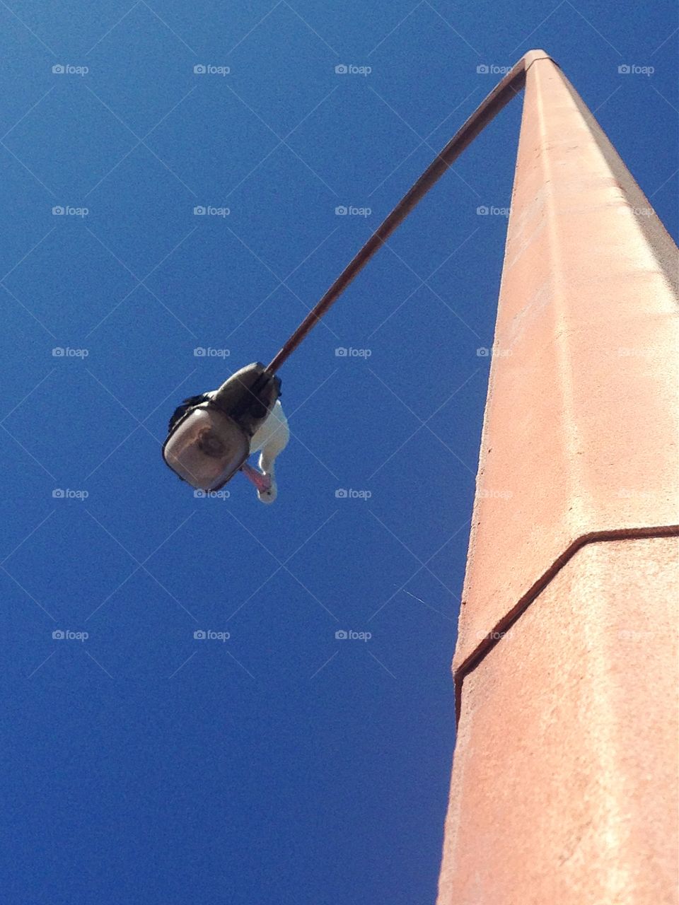 Pelican on a lamppost. Pelican on a light/lamppost in south Australia - Perspective