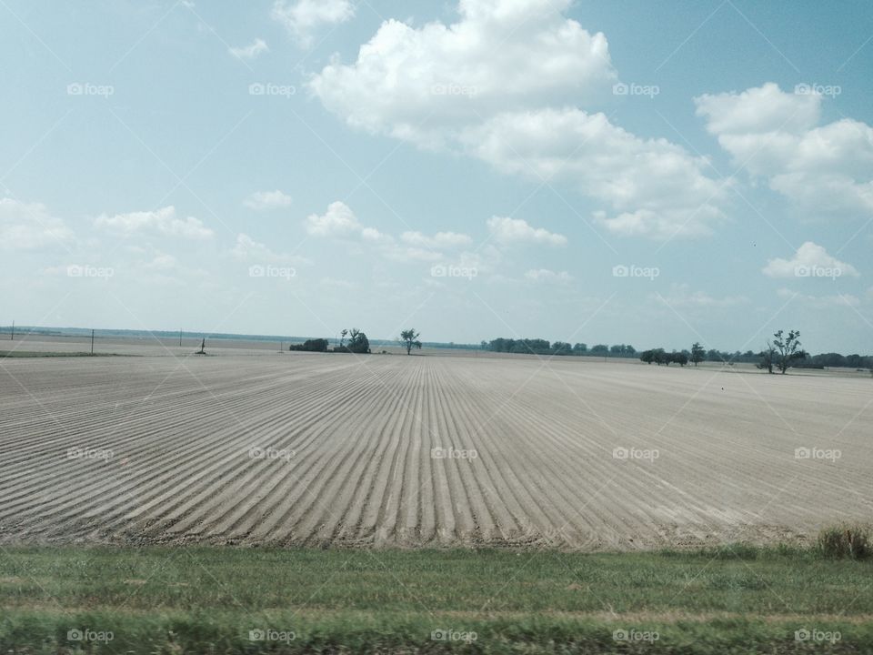 Cotton Field. A cotton field in north Louisiana