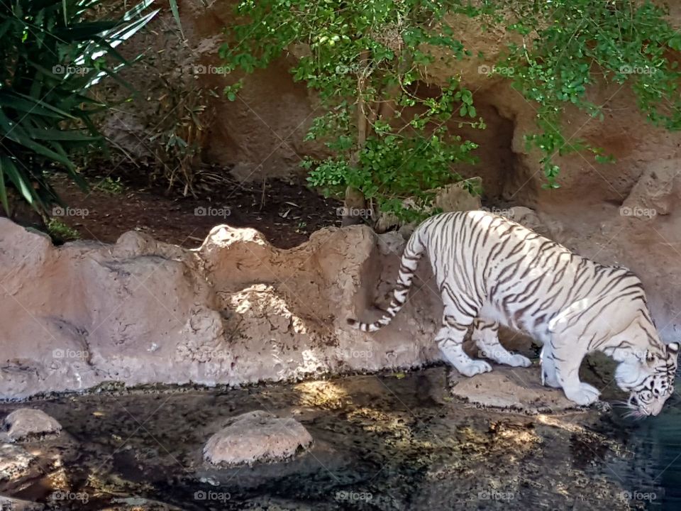 A Beautiful white bengal tiger drinking from the water