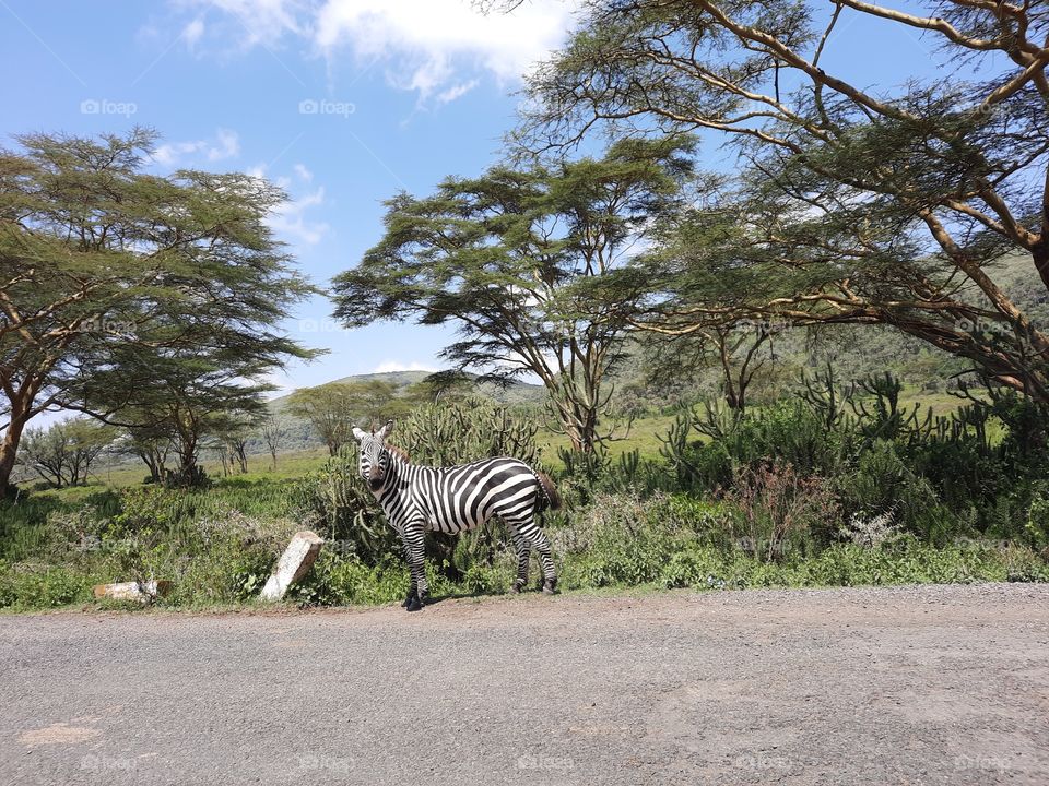 Zebra crossing