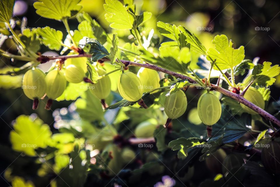 Fruits on plant