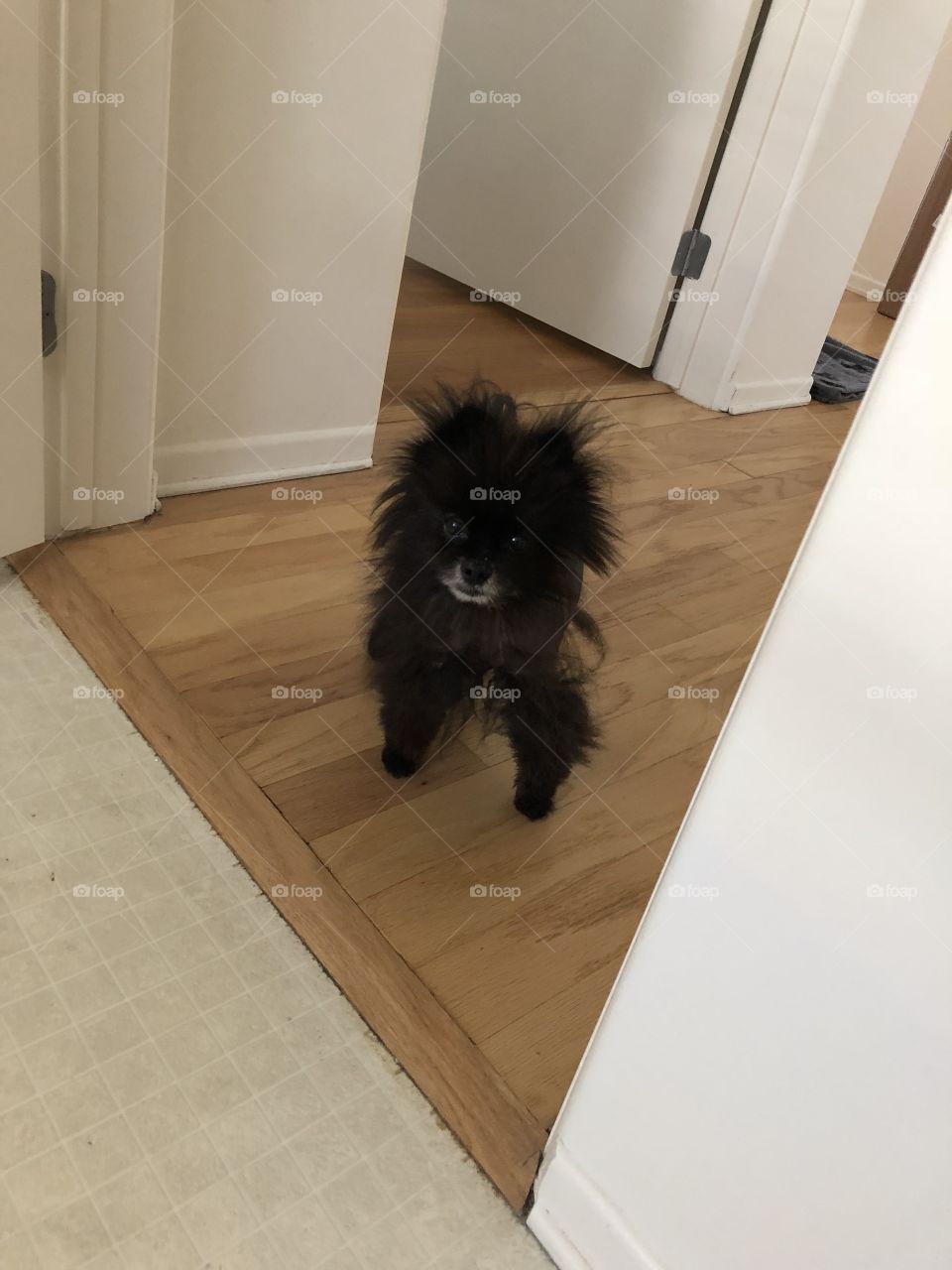 Tiny dog in hallway 