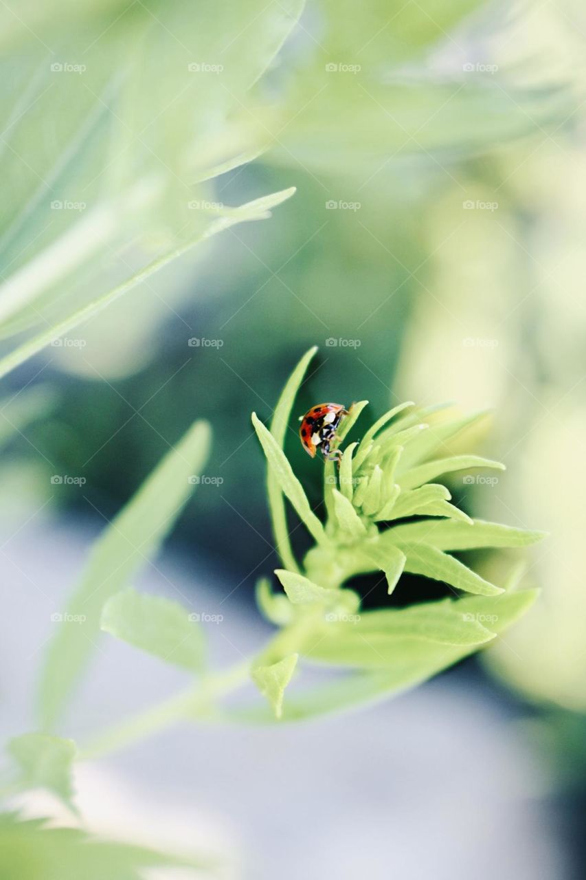 Ladybug 