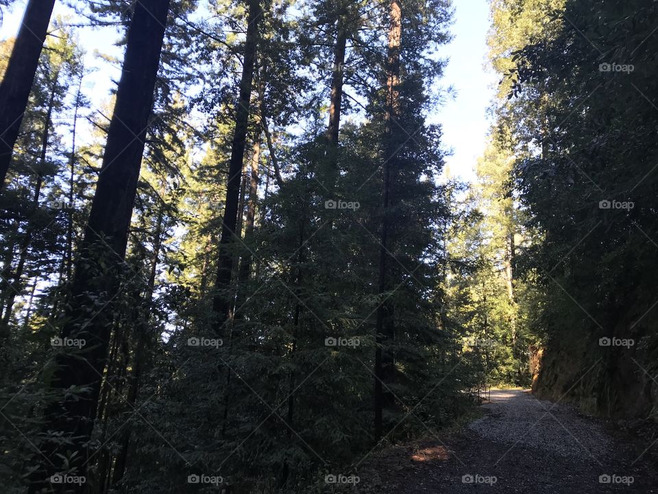 Dirt road through dark forest