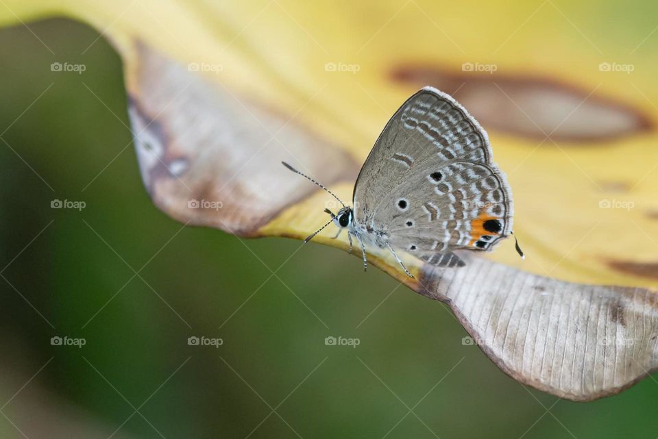Beautiful and cute butterfly