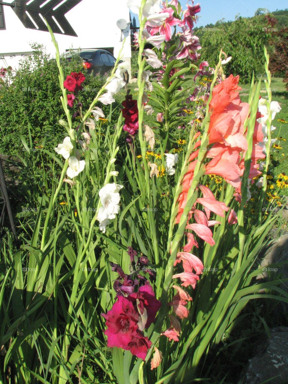 Beautiful backyard flowers 