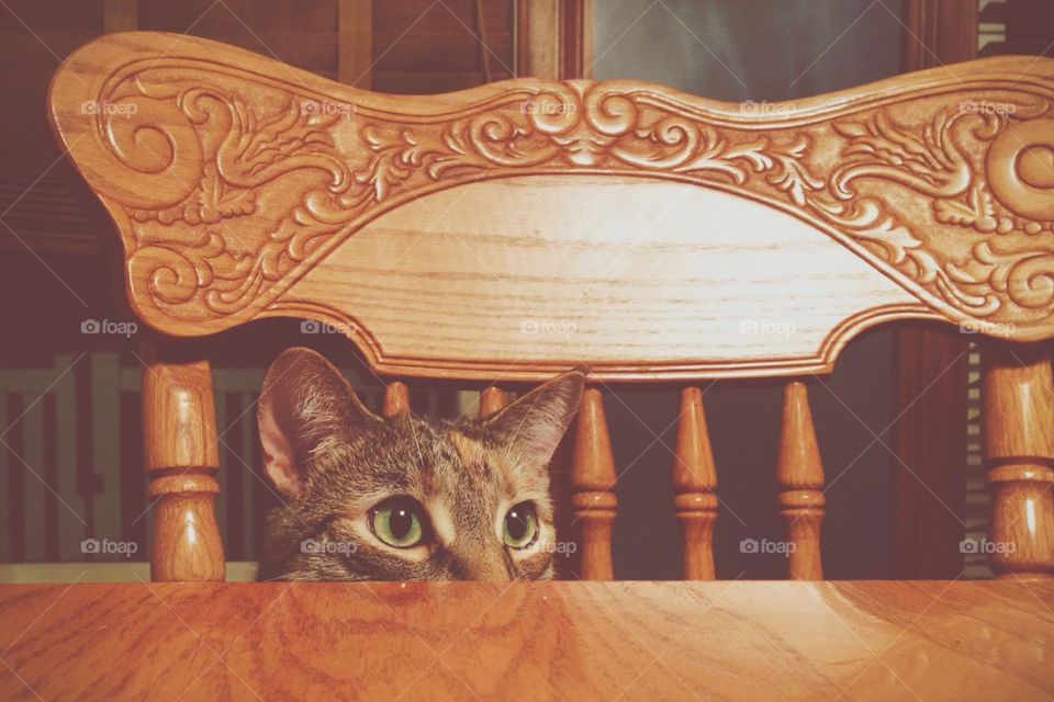 Cat at the Table