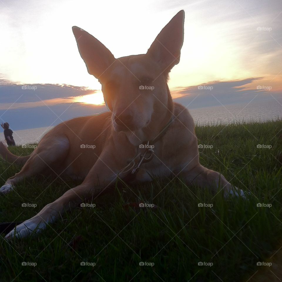 Phoebe dog at the lake sunset