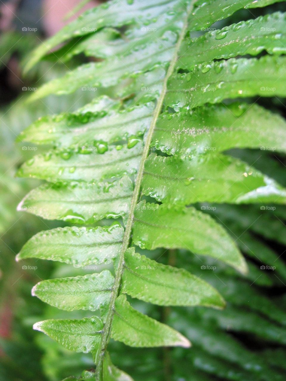 Fern
