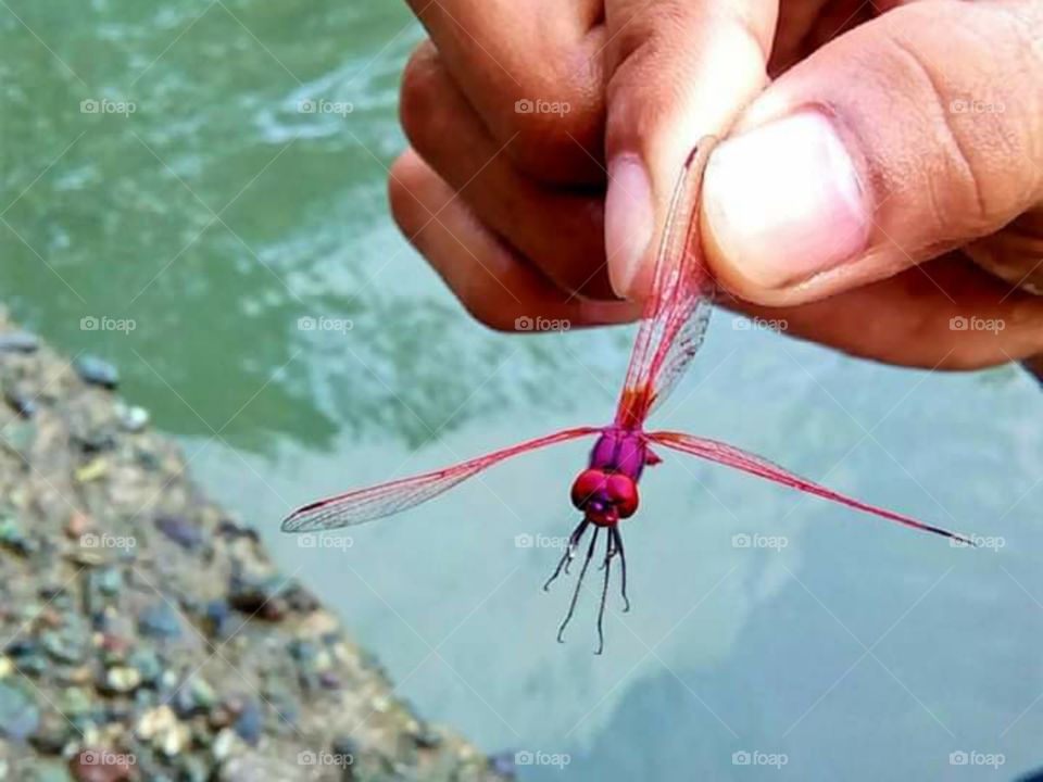 Rare pink dragonfly.