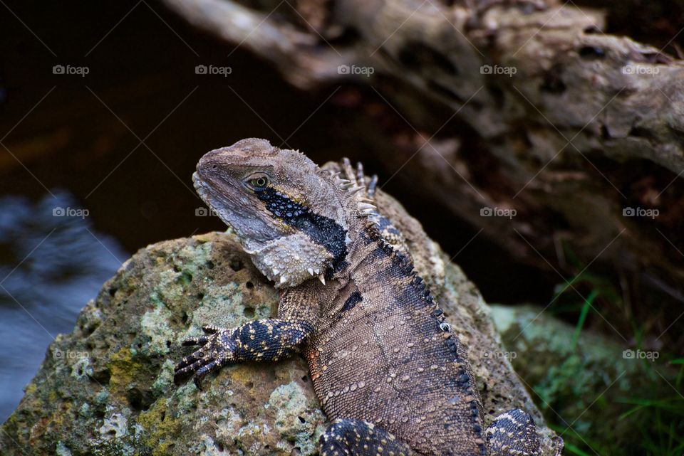 Dragon basking in the sun