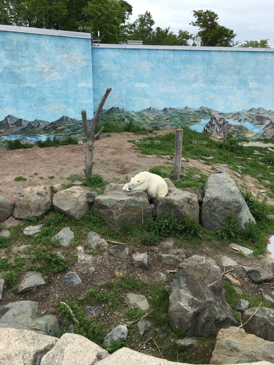 polar bear - Quebec City Aquarium - Quebec City, Canada