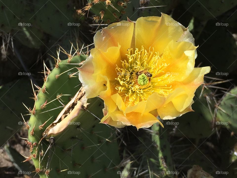 Cactus Flower