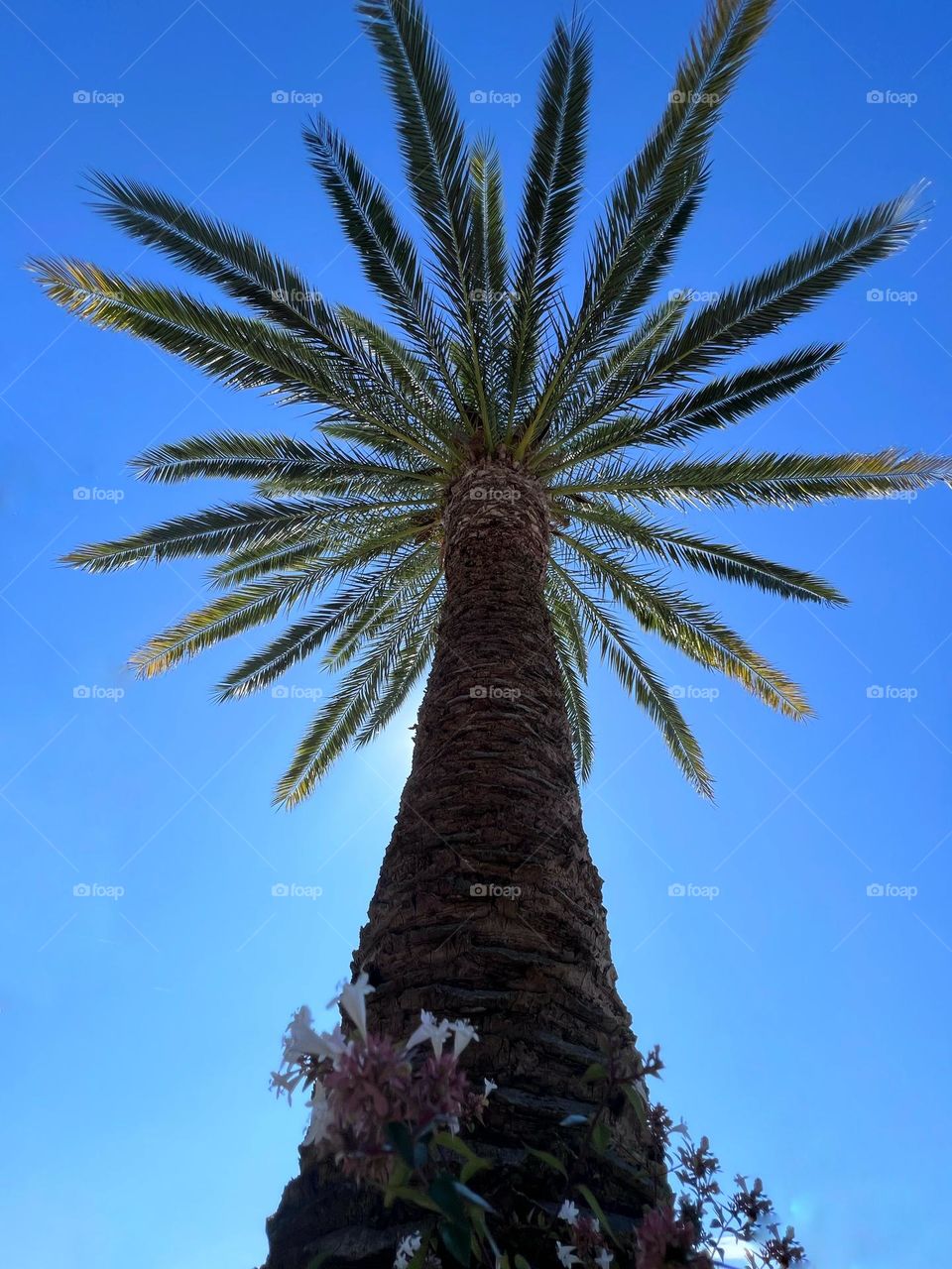 Palm tree