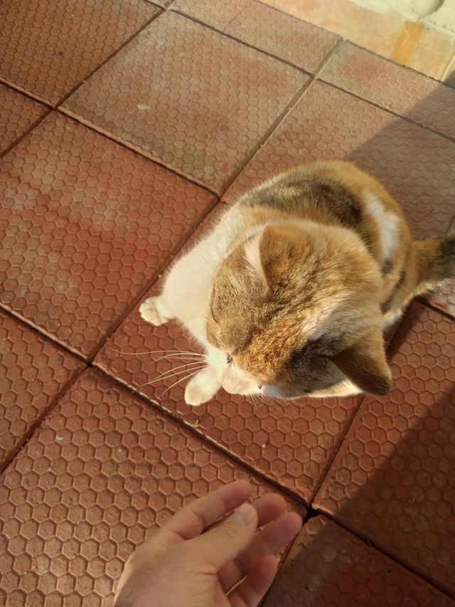 sevimli Cat