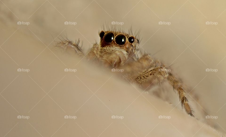Spider Close-up