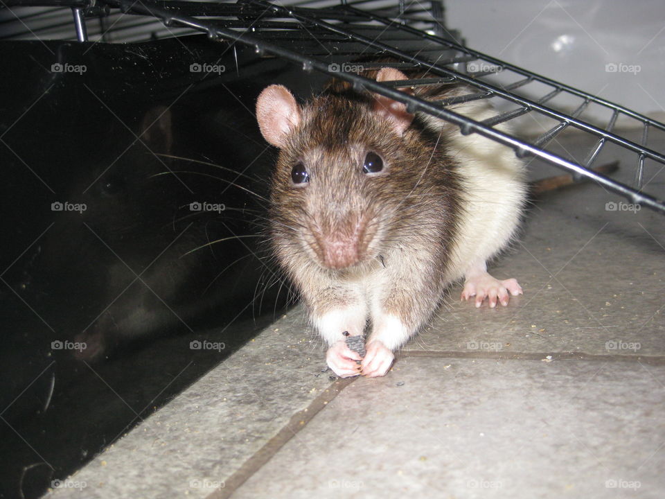 Cute rat nibbling.