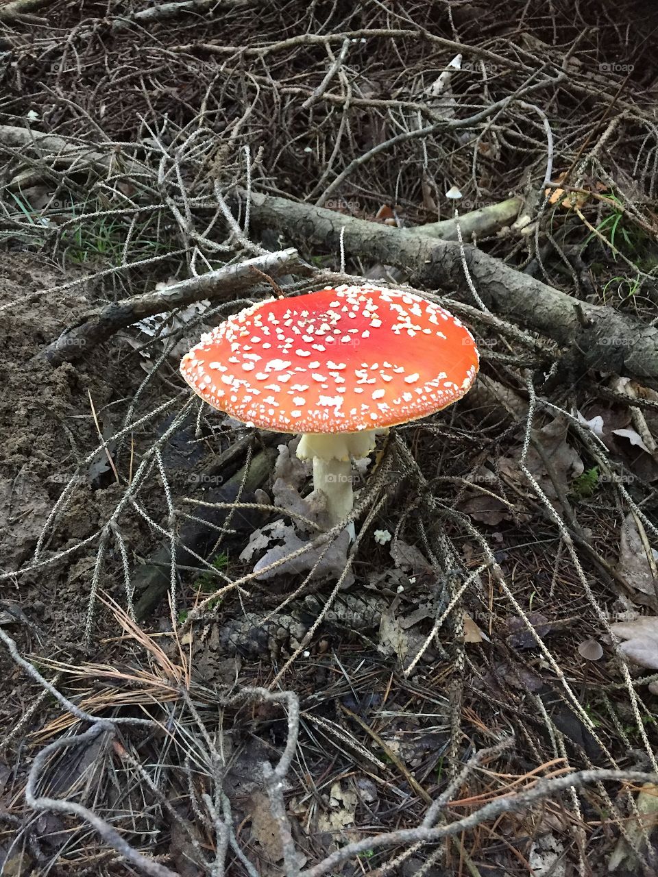 Fly agaric 6