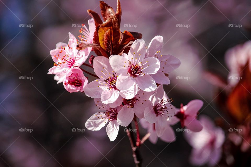 Spring flowers - red cherry tree flower