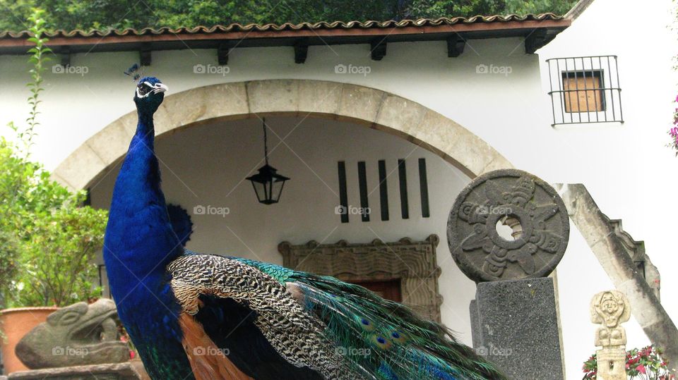 egotistical. peacock at garden's museum