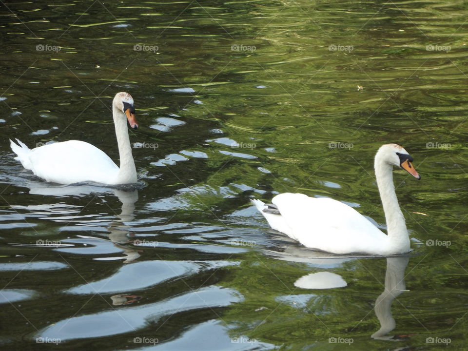 Swimming Past