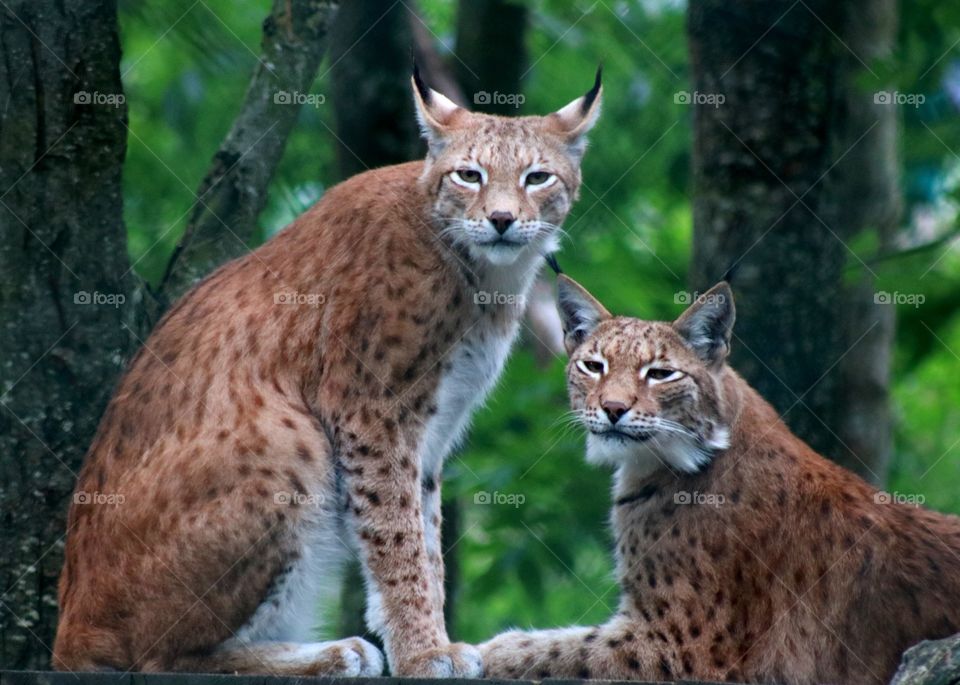 Animals, lynxes, cats, forest
