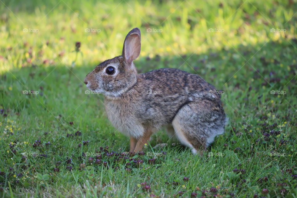 Rabbit hopping up on the green field 