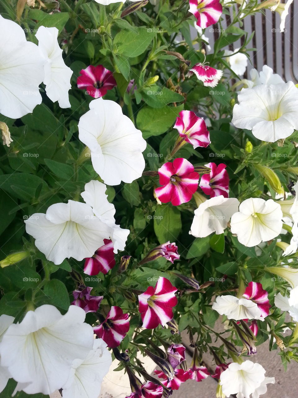 white and red striped flowers