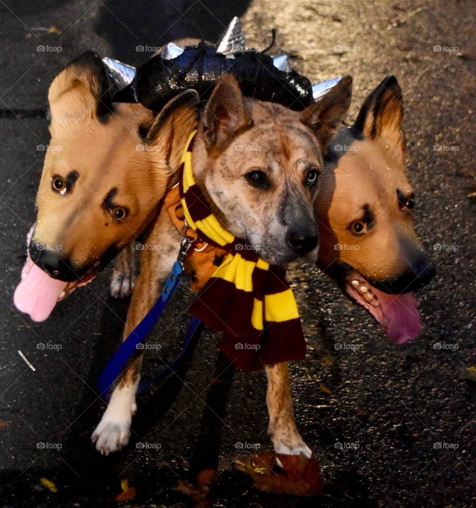 The Cerberus “Fluffy”