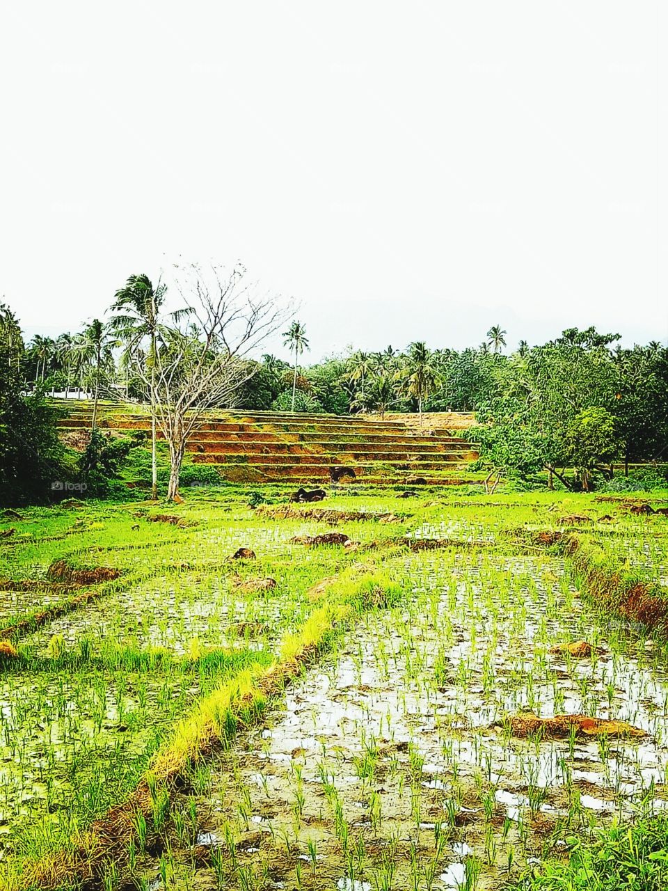 ricefield